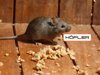 Hausmaus (Mus musculus)