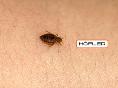 Bettwanze Cimex lectularius – Professionelle Bettwanzenbekämpfung Höfler Kammerjäger