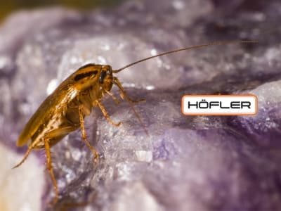 Deutsche Schabe (Blattella germanica)