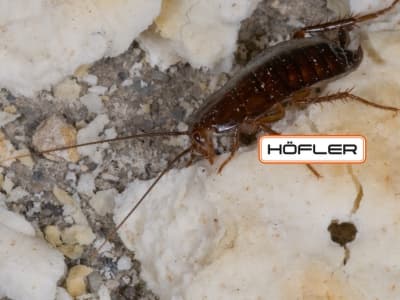 Orientalische Schabe (Blatta orientalis)