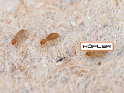 Staublaus (Liposcelis bostrychophila)