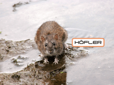 Wanderratte Rattus norvegicus – Professionelle Rattenbekämpfung Höfler Kammerjäger