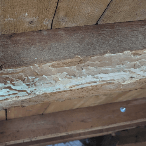 Hausbock-Fraßgänge – freigelegte Fraßgänge und mechanische Reinigung der Holzoberflächen