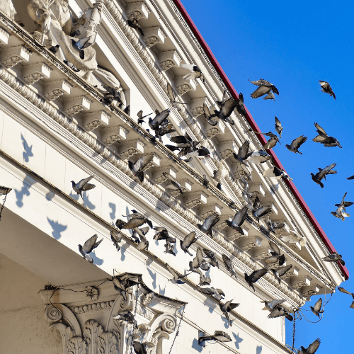Taubenabwehr am Gebäude